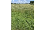 landwirtschaftliche Ackerfläche in Beckum zu verkaufen - Grundstück Beckum | Angebot:27178208