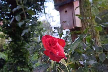 Zimmer Sendenhorst / Albersloh Albersloh - 3 Zimmer, 1.480&euro; | Angebot:26243273