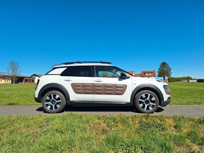 C4 Cactus