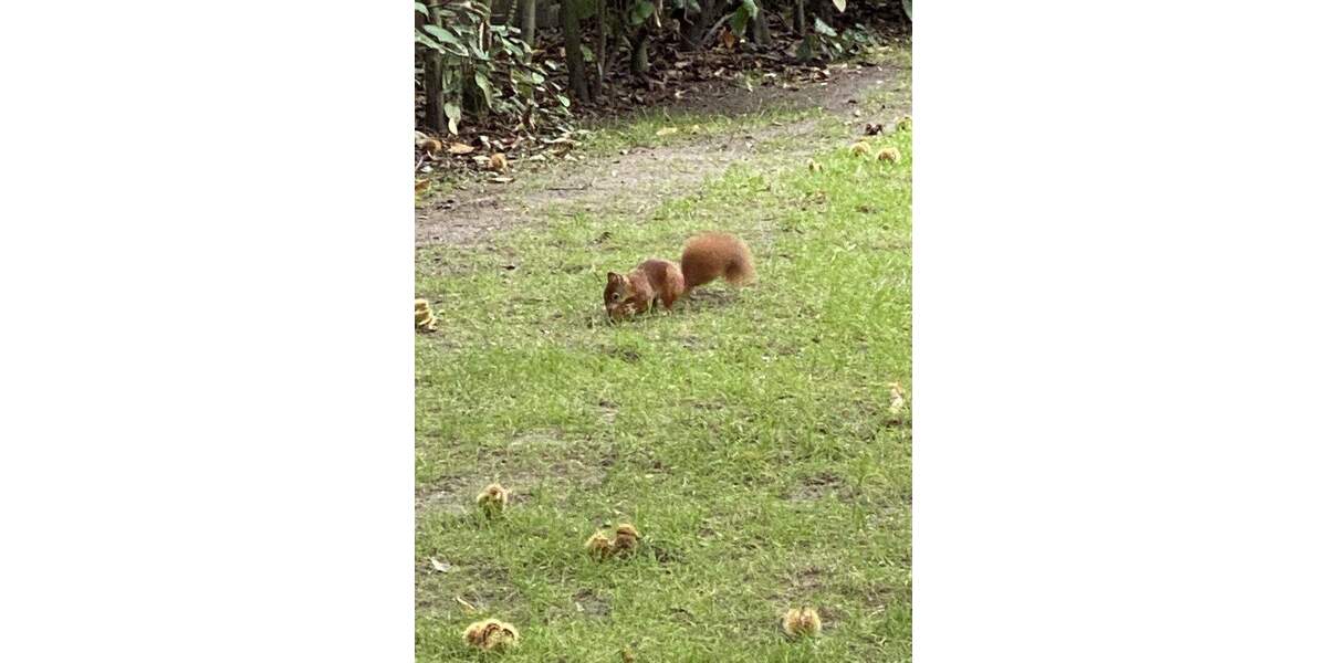 Mehrfamilienhaus, Wohnhaus Dortmund Wambel - 1 Zimmer, 280 m&sup2;, 699.000&euro; | Angebot:24005252