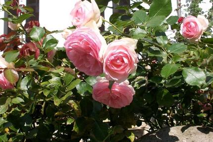 Wohnung Werne - 3 Zimmer, 93 m&sup2;, 800&euro; | Angebot:25289519