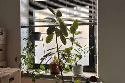 Wohnung Dortmund Brackel - 3 Zimmer, 77 m&sup2;, 250.000&euro; | Angebot:26550418