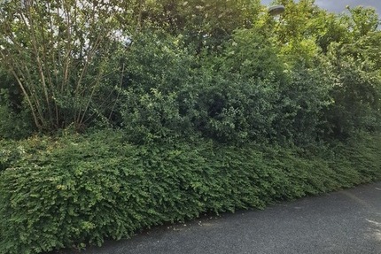 Großes Grundstück in Lügde